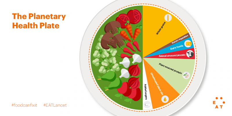 Un plato de salud planetaria debería consistir en un volumen de aproximadamente la mitad del plato de verduras y frutas; la otra mitad, aparece mostrada en base a su contribución en calorías, y debe consistir principalmente en granos enteros, fuentes de proteínas vegetales, aceites vegetales insaturados, y (opcionalmente) cantidades modestas de proteínas de origen animal.