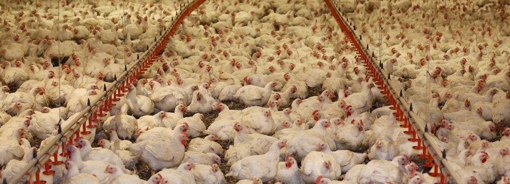 fotografía de una granja industrial de pollos "sin jaula"