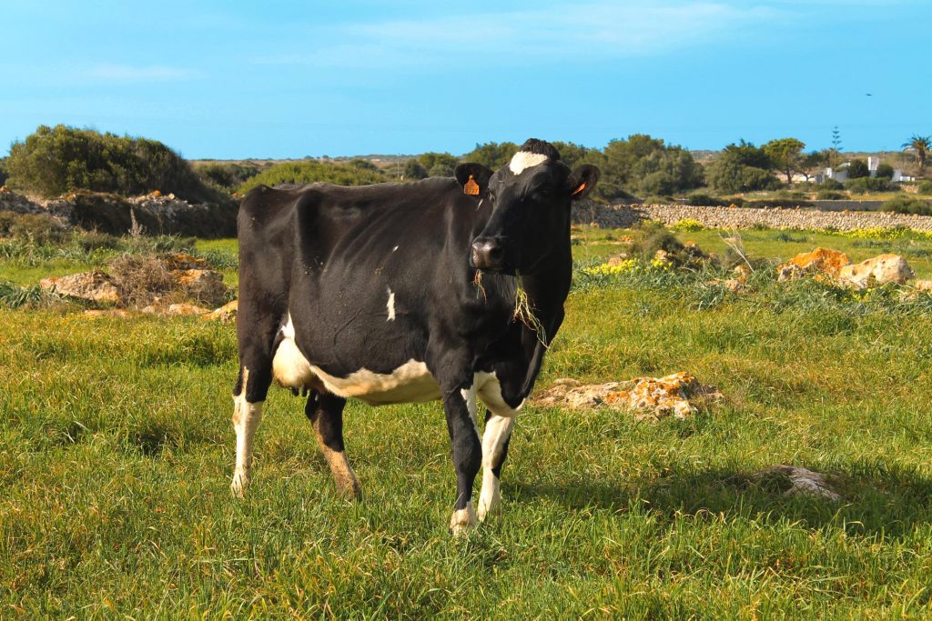 activismo en Menorca