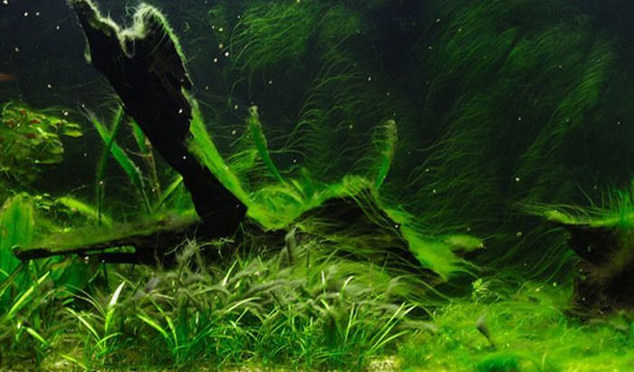 Cosmética con algas