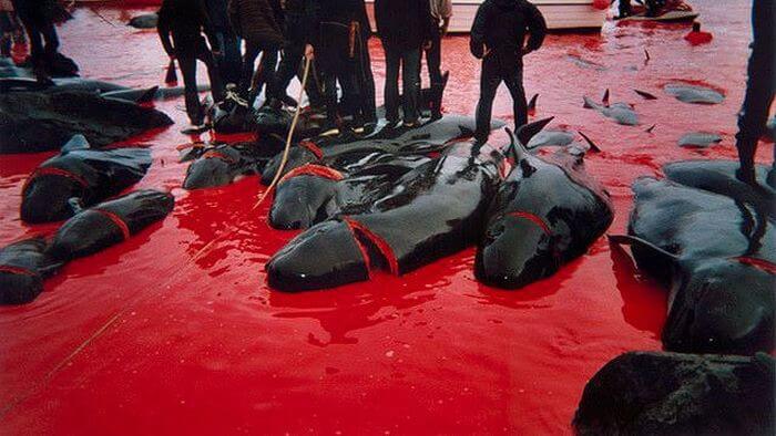 Matanza de ballenas