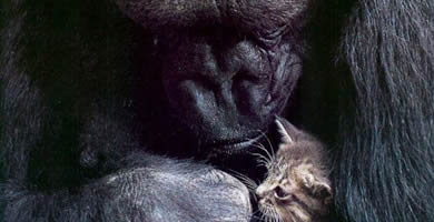 La gorila Koko llorando por su gato