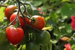 Tomates cultivados en suelo con plomo