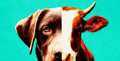 La paradoja de la carne