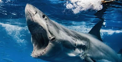 Animales limpios y animales inmundos