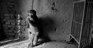 3 argumentos por el veganismo