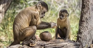 Sobre historia de la cultura en los animales