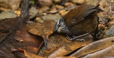 El pájaro que escucha
