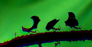 las hormigas cortadoras de hojas