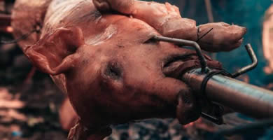 Millones de cerdos muertos de PPA