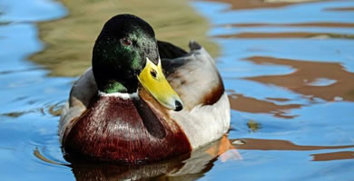 Mortadela de Pato Azuón