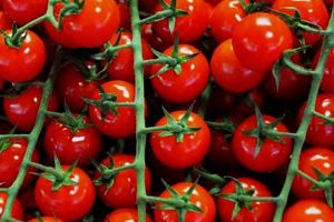 Cultivar tomates bajo demanda