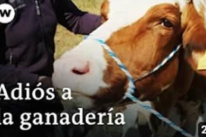 La ganadería en entredicho salvar animales del matadero