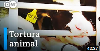 La crueldad del comercio internacional de ganado