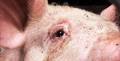 Nueva normativa sobre bienestar animal y amantes de los cerdos