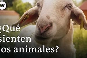 Â¿QuÃ© sienten los animales?
