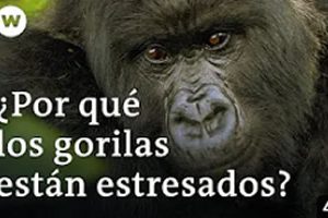 Por qué los gorilas están estresados