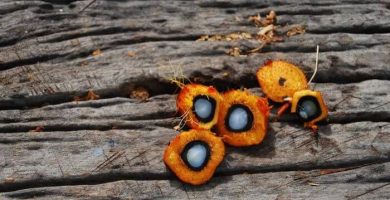 Especismo en el debate sobre el aceite de palma